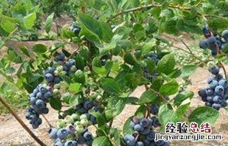 蓝莓种植一亩的成本 一亩蓝莓要投入多少成本