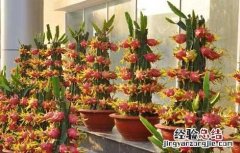 火龙果盆栽种植方法 怎么养护才能结果 火龙果的盆栽种植方法