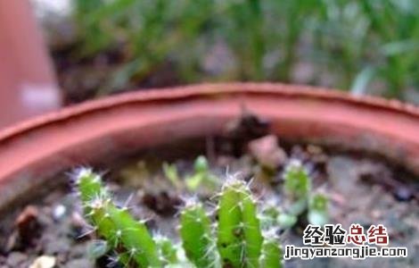 火龙果盆栽种植方法 怎么养护才能结果 火龙果的盆栽种植方法