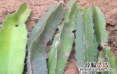火龙果盆栽种植方法 怎么养护才能结果 火龙果的盆栽种植方法