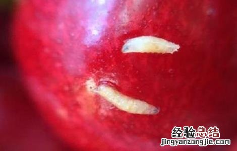 樱桃里有虫子怎么回事 樱桃里面有虫子怎么办
