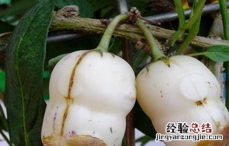 人参果常见病害及防治方法有哪些 人参果常见病害及防治方法