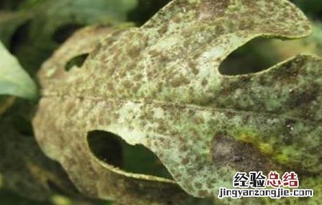 人参果常见病害及防治方法有哪些 人参果常见病害及防治方法