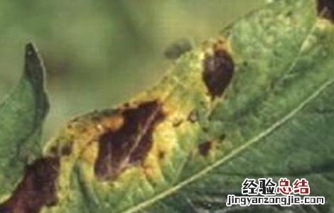 人参果常见病害及防治方法有哪些 人参果常见病害及防治方法