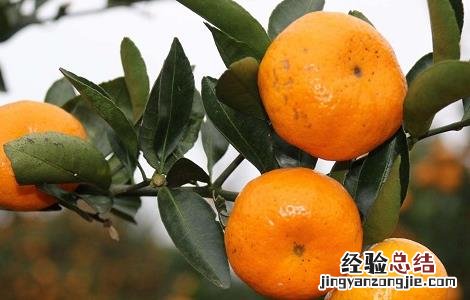 柑橘裂皮病如何防治视频 柑橘裂皮病如何防治