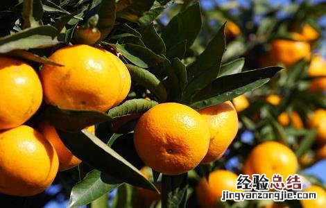 柑橘裂皮病如何防治视频 柑橘裂皮病如何防治