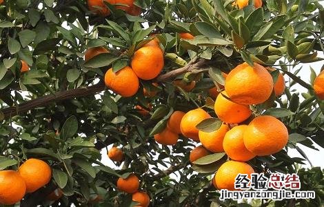 柑橘裂皮病如何防治视频 柑橘裂皮病如何防治