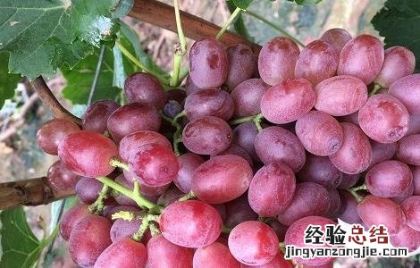 提子的种植栽培技术 提子的种植栽培技术视频