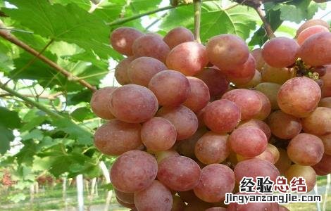 提子的种植栽培技术 提子的种植栽培技术视频