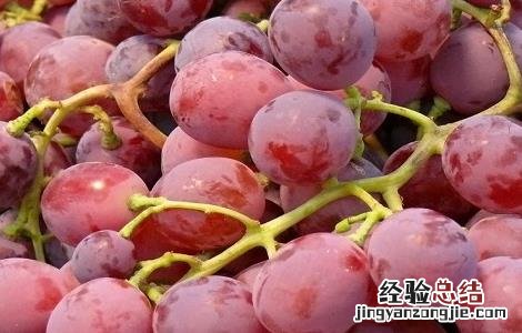 提子的种植栽培技术 提子的种植栽培技术视频