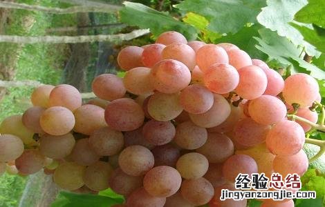 提子的种植栽培技术 提子的种植栽培技术视频