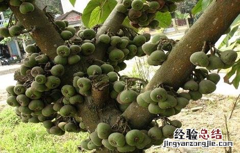 龙宫果的药用价值与功效作用 龙宫果的药用价值与功效作用及禁忌