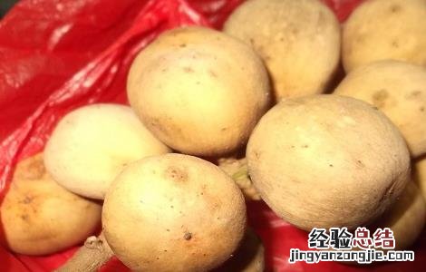龙宫果的药用价值与功效作用 龙宫果的药用价值与功效作用及禁忌