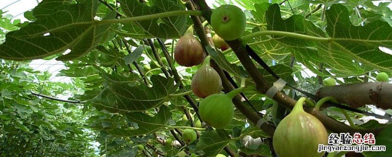 无花果树北方怎么过冬 无花果北方怎么过冬