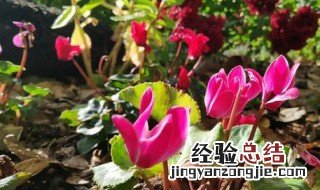 仙客可以放卧室吗 仙客来放卧室好不好