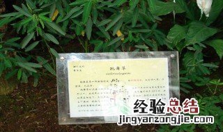 有会跳舞的草吗 跳舞草为什么能跳舞