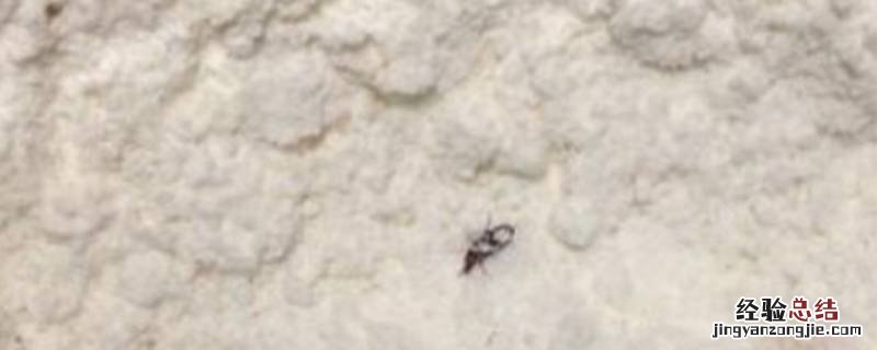 面粉生虫子处理小诀窍 面粉生虫子怎样处理