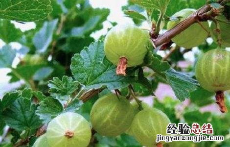 野灯笼果的功效与作用 野果灯笼果的功效
