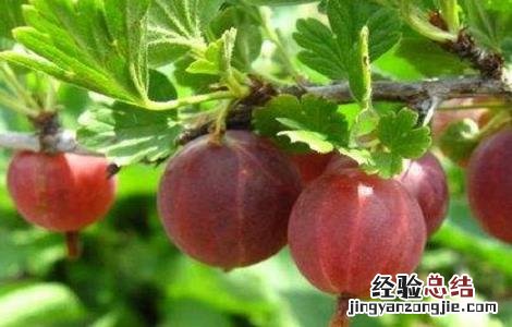 野灯笼果的功效与作用 野果灯笼果的功效