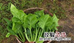 菠菜全麦面的做法 全麦凉拌菠菜的正宗做法