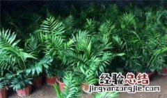 散尾葵和袖珍椰子的区别 散尾葵和袖珍椰子的区别图片