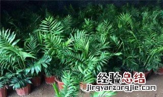 散尾葵和袖珍椰子的区别 散尾葵和袖珍椰子的区别图片