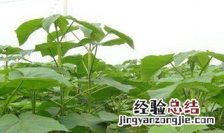 泡桐树的开花时间