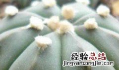 星兜怎么养殖 星兜的养殖方法