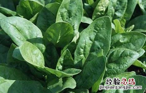 越冬菠菜种植技术 越冬菠菜种植技术和时间