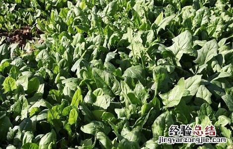 越冬菠菜种植技术 越冬菠菜种植技术和时间