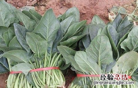 越冬菠菜种植技术 越冬菠菜种植技术和时间