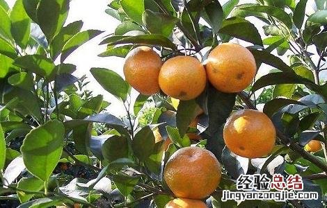 沙糖桔嫁接技术,成年果树嫁接技术 沙糖桔的嫁接技术