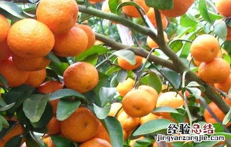 沙糖桔嫁接技术,成年果树嫁接技术 沙糖桔的嫁接技术