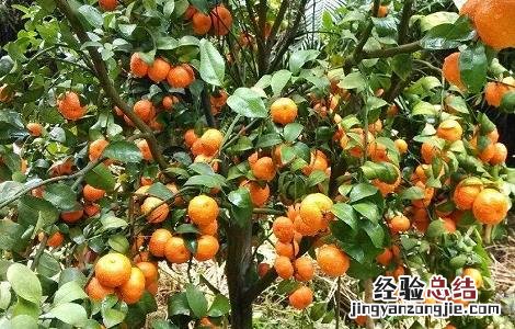 沙糖桔嫁接技术,成年果树嫁接技术 沙糖桔的嫁接技术