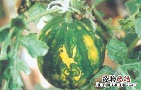 西瓜病毒病的防治方法 西瓜病毒病的防治措施