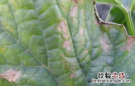 西瓜病毒病的防治方法 西瓜病毒病的防治措施