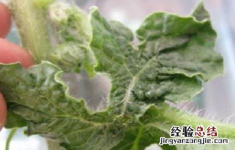 西瓜病毒病的防治方法 西瓜病毒病的防治措施