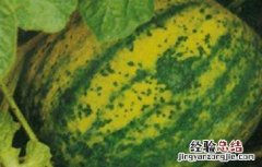 西瓜病毒病的防治方法 西瓜病毒病的防治措施