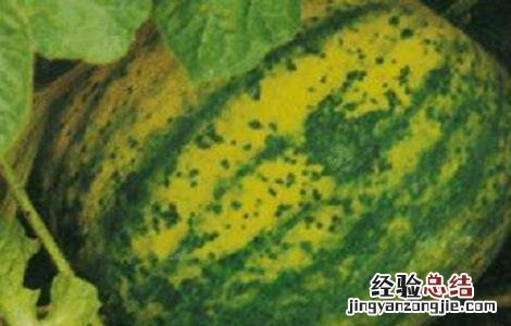 西瓜病毒病的防治方法 西瓜病毒病的防治措施