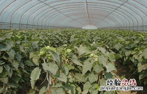 大棚葡萄二氧化碳气肥的施用方法图片 大棚葡萄二氧化碳气肥的施用方法