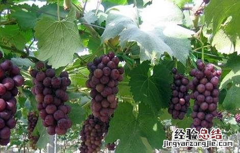 大棚葡萄二氧化碳气肥的施用方法图片 大棚葡萄二氧化碳气肥的施用方法