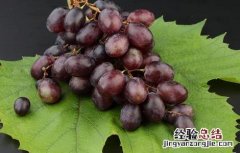 葡萄的储藏保鲜技术 葡萄的储藏保鲜技术要求