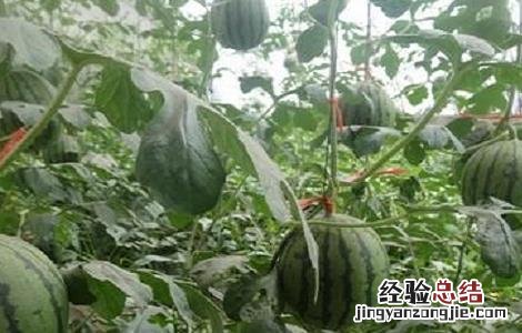 西瓜提前上市的栽培管理技术 西瓜生长后期管理