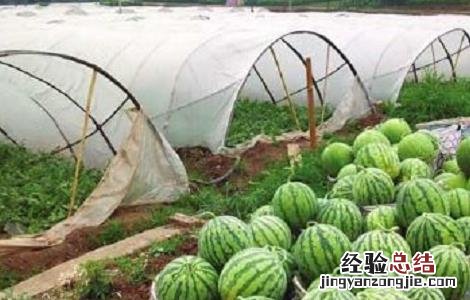 西瓜提前上市的栽培管理技术 西瓜生长后期管理