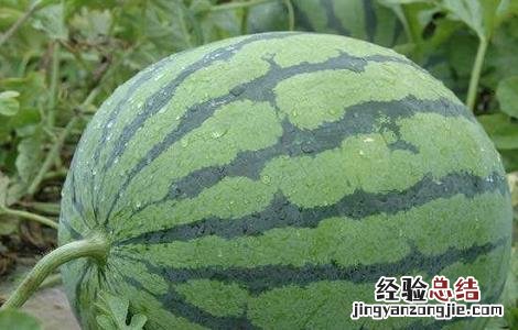 西瓜提前上市的栽培管理技术 西瓜生长后期管理