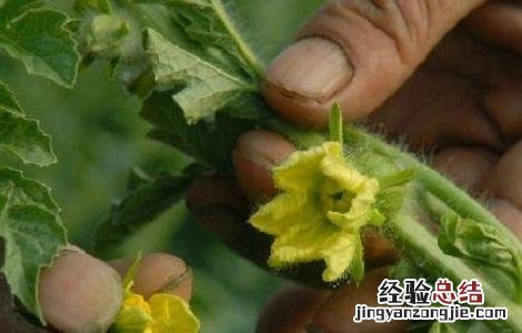 西瓜高产栽培技术 西瓜高产栽培技术水肥管理