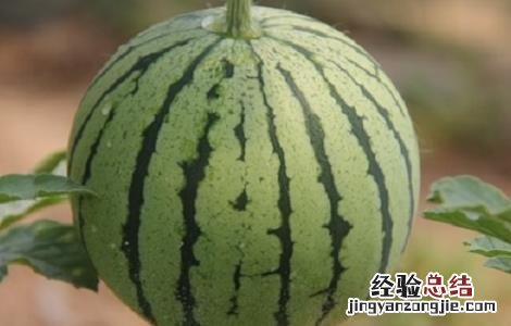 西瓜高产栽培技术 西瓜高产栽培技术水肥管理