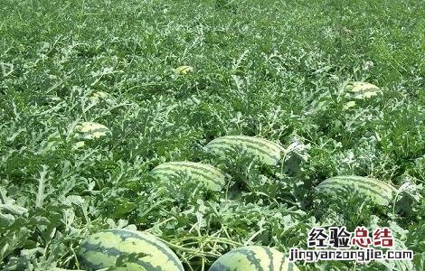 西瓜高产栽培技术 西瓜高产栽培技术水肥管理