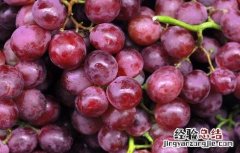 葡萄烂果的病因及防治措施视频 葡萄烂果的病因及防治措施