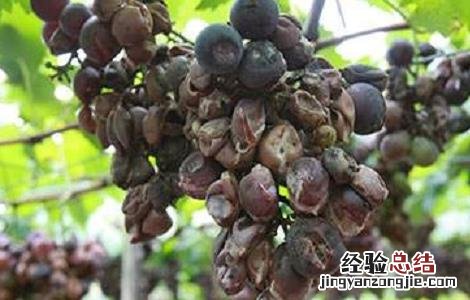 葡萄烂果的病因及防治措施视频 葡萄烂果的病因及防治措施